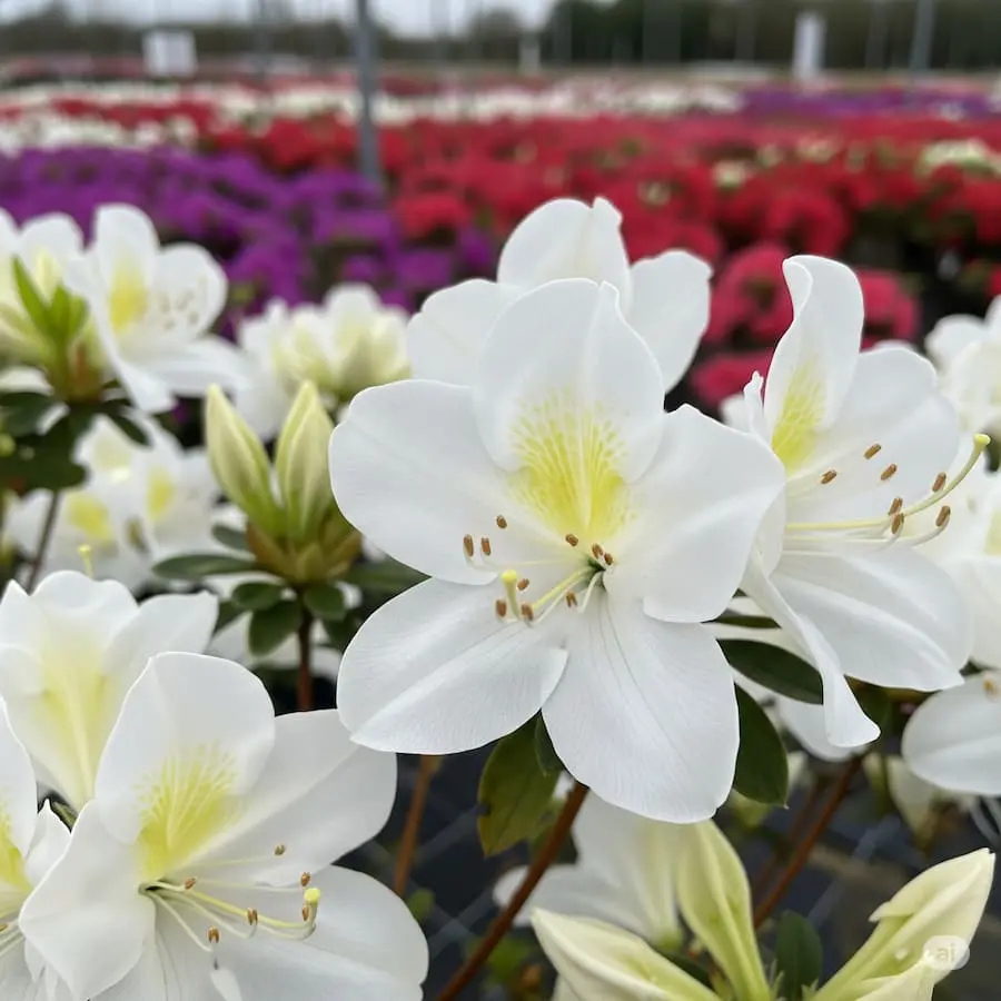 Azalea Japónica: Un Manto de Flores en Primavera