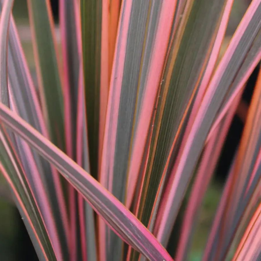 Phormium 'Sundowner': Los Colores del Atardecer en tu Jardín