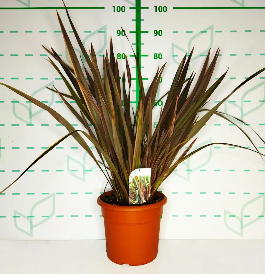 Phormium 'Sundowner': Los Colores del Atardecer en tu Jardín