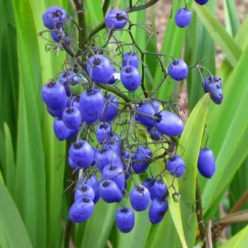 Dianella 'Coolvista' C-2 Lts.