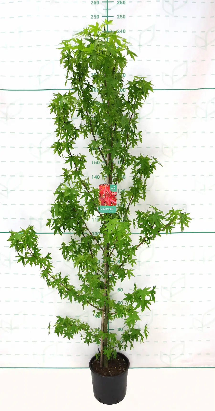 Liquidambar styraciflua: El Arcoíris del Otoño