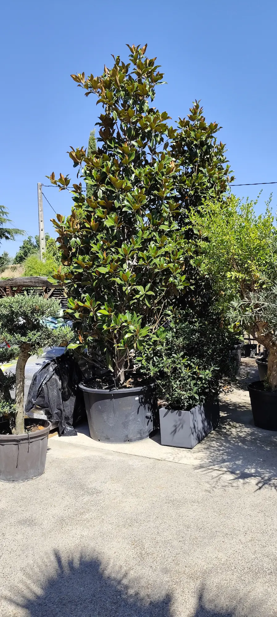 Magnolia grandiflora en Cono: La Escultura Viviente para un Jardín de Prestigio