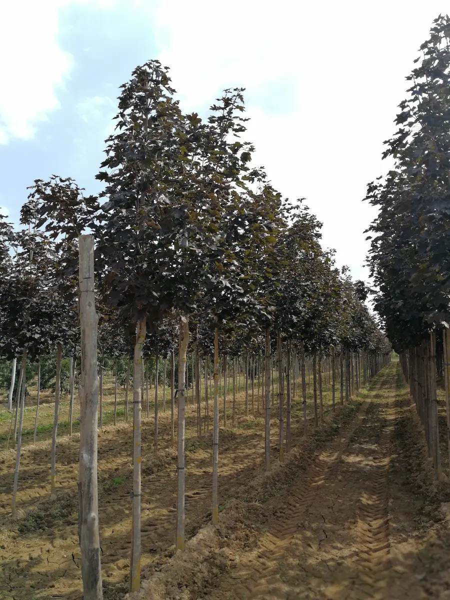 Arce Real Noruego 'Crimson King' (Acer platanoides) - Gran Formato