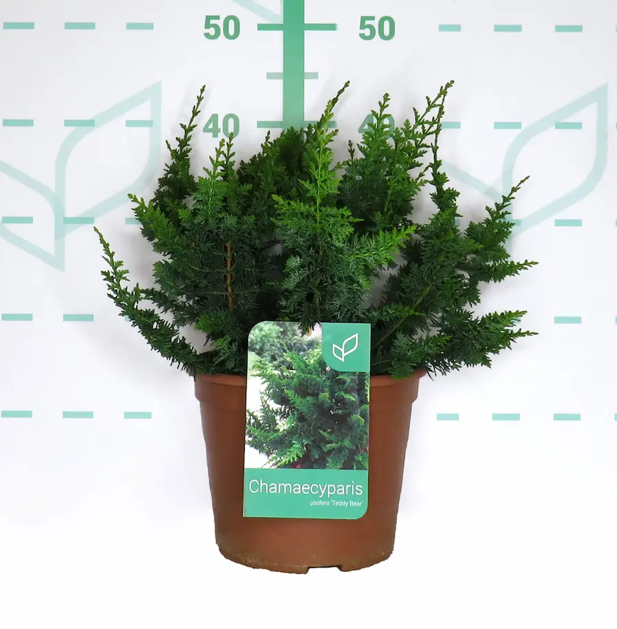 Falso Ciprés 'Teddy Bear' (Chamaecyparis pisifera 'Teddy Bear')