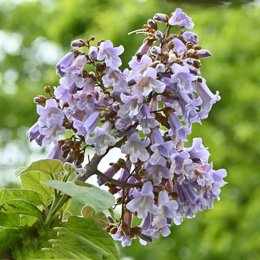 Paulownia tomentosa (Árbol Kiri) - Gran Formato