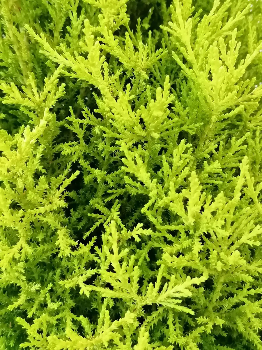 Ciprés Limón 'Wilma' (Cupressus macrocarpa 'Wilma')