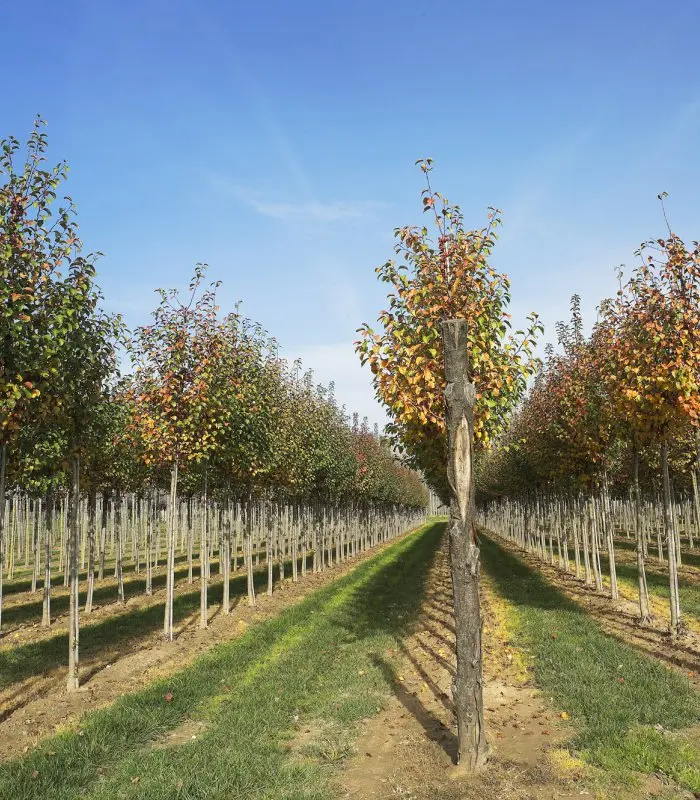 Manzano de Flor 'Evereste' (Malus 'Perpetu Evereste') - Gran Formato