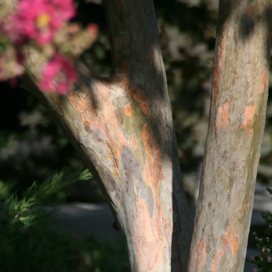 Árbol de Júpiter (Lagerstroemia indica) - Gran Formato