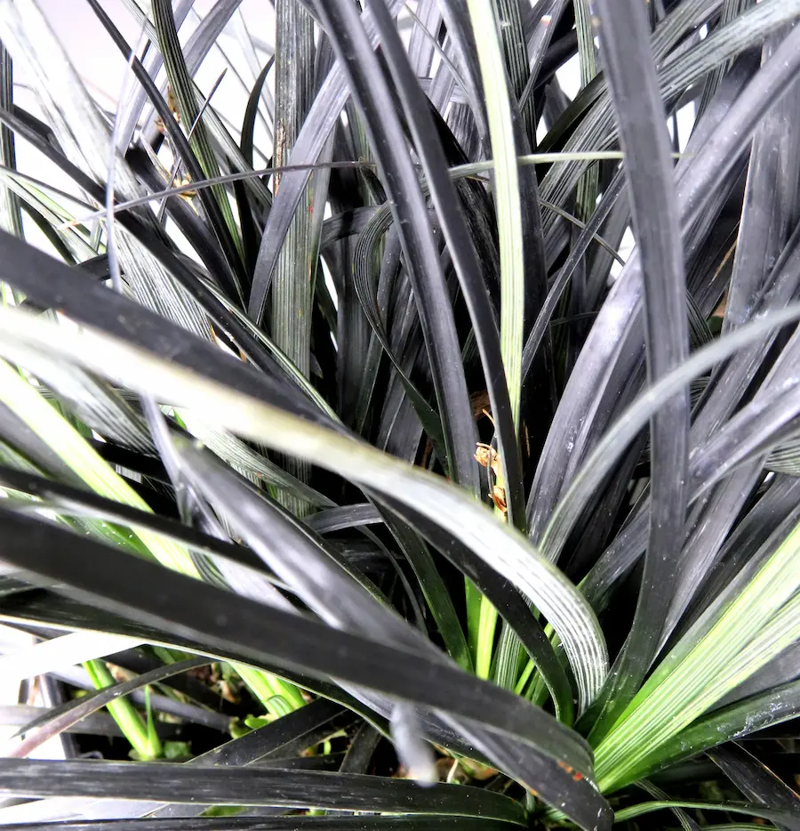 Barba de Dragón Negra (Ophiopogon planiscapus 'Nigrescens')