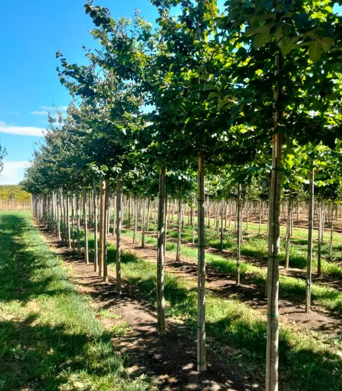 Árbol de Hierro (Parrotia persica) - Gran Formato