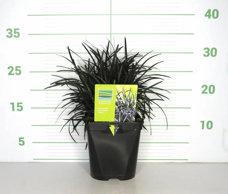 Barba de Dragón Negra (Ophiopogon planiscapus 'Nigrescens')
