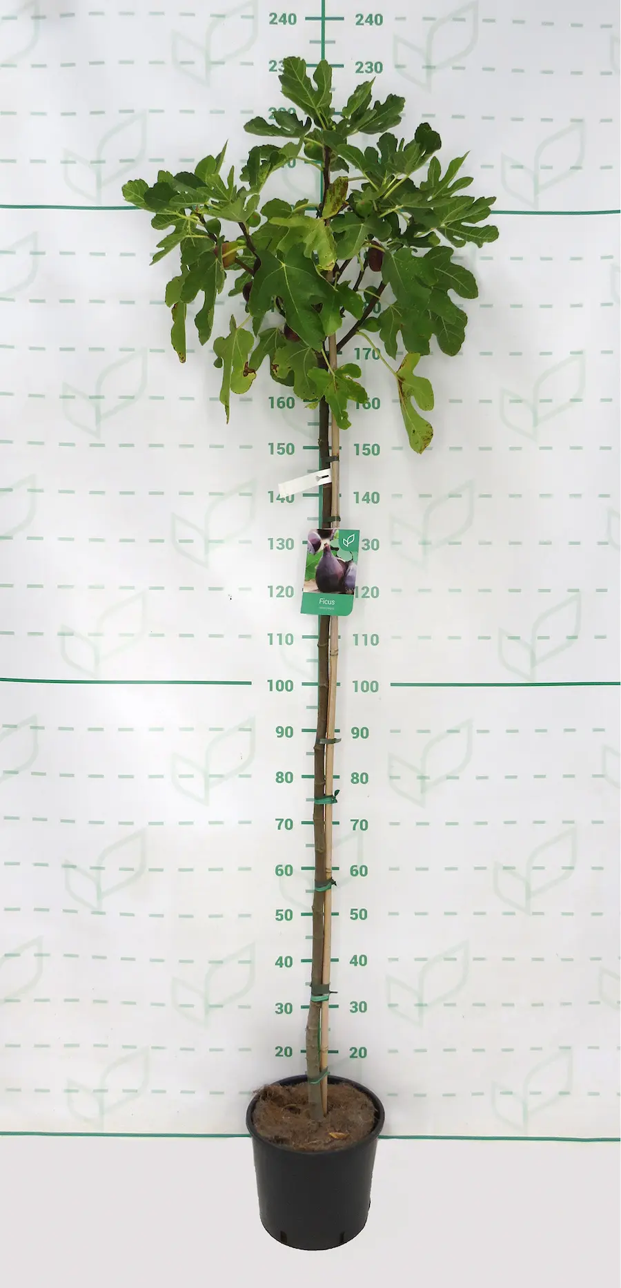Ficus carica: La Higuera, Tesoro del Mediterráneo