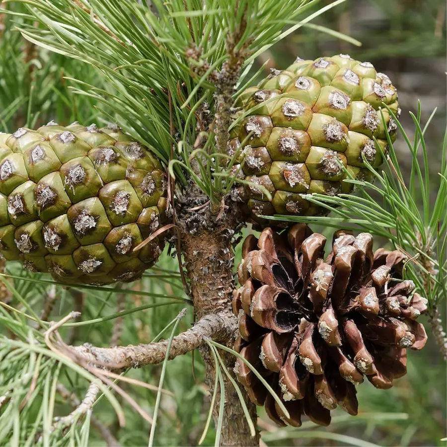 Pino Piñonero (Pinus pinea) - Gran Formato