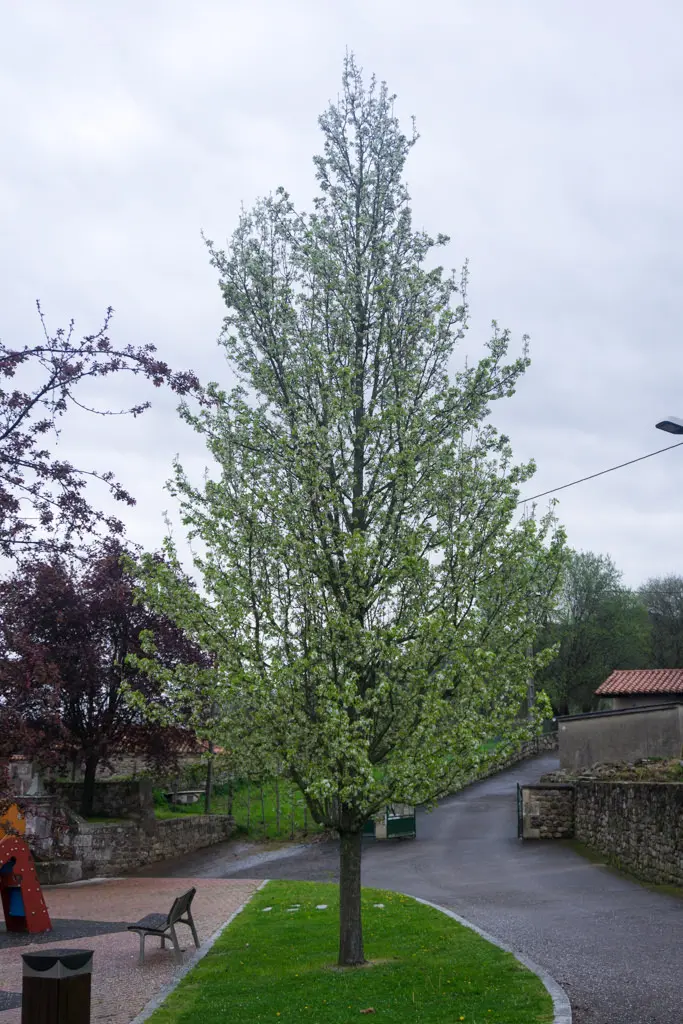 Peral de Flor 'Chanticleer' (Pyrus calleryana) - Gran Formato