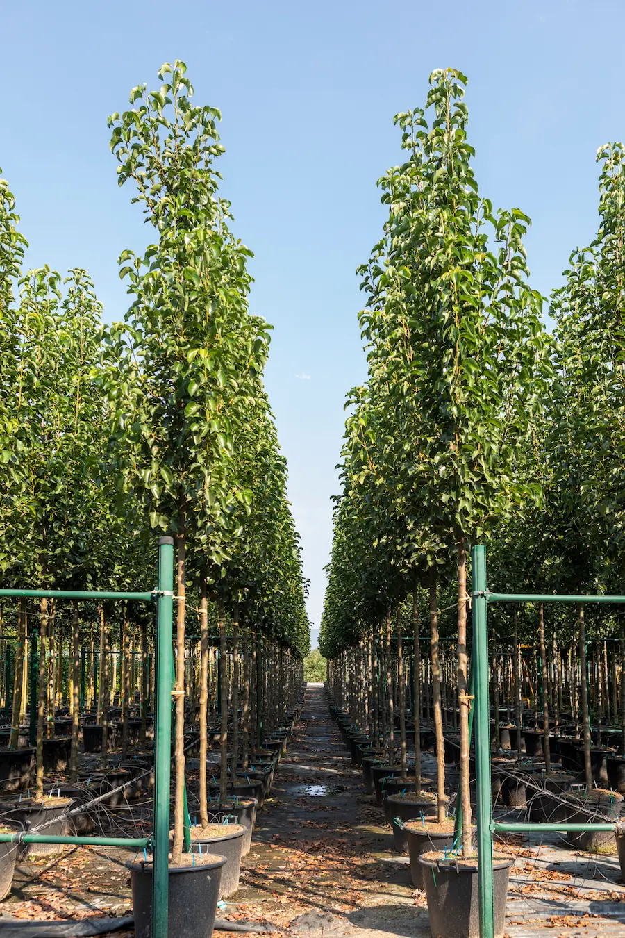Peral de Flor 'Chanticleer' (Pyrus calleryana) - Gran Formato