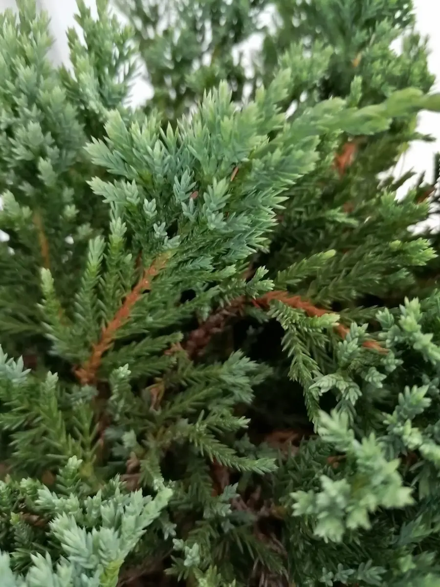 Enebro Rastrero 'Blue Chip' (Juniperus horizontalis)