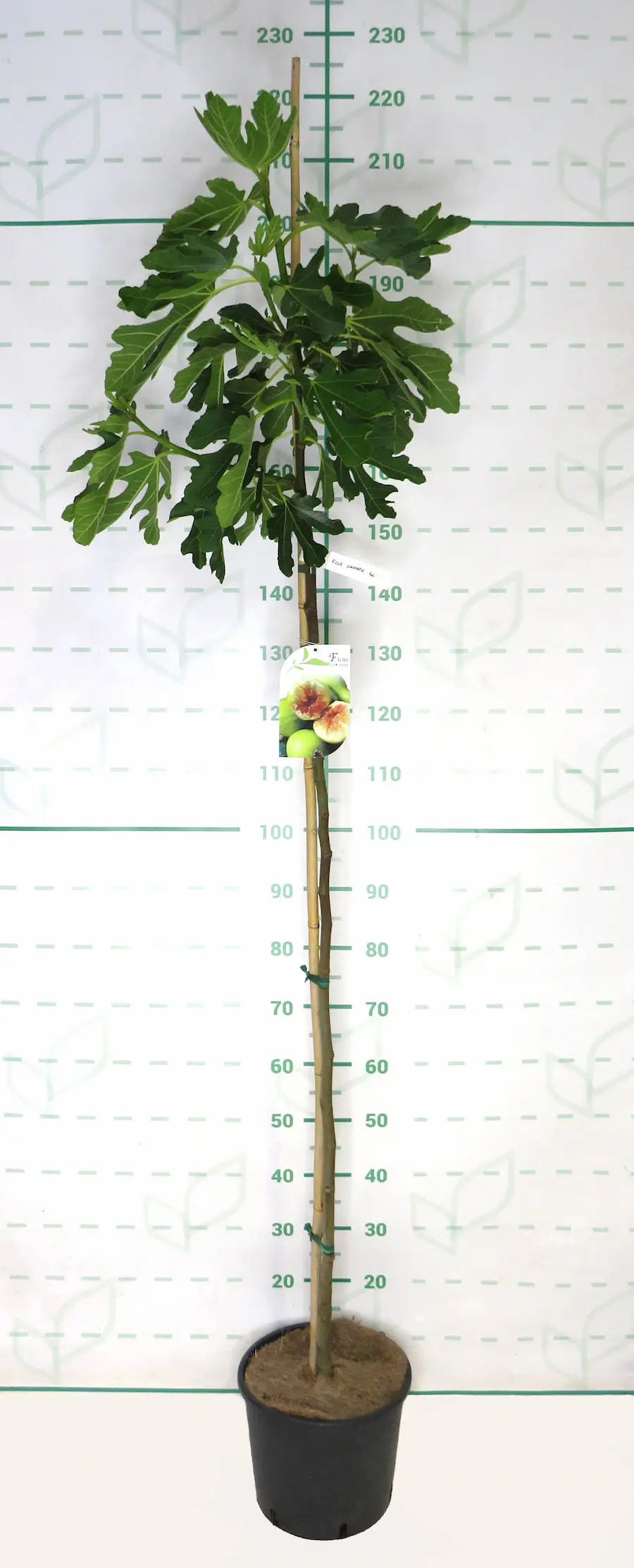 Ficus carica: La Higuera, Tesoro del Mediterráneo