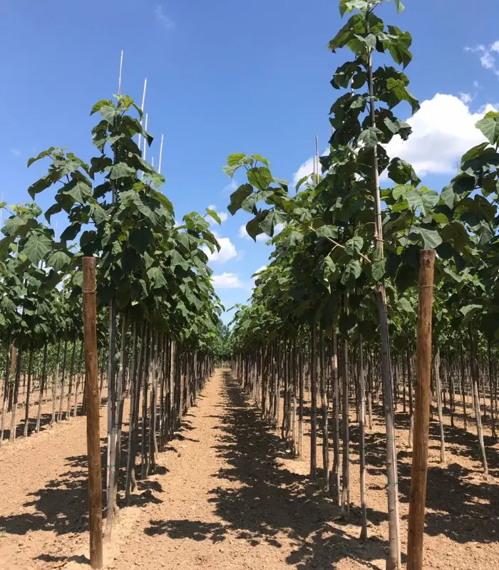Paulownia tomentosa (Árbol Kiri) - Gran Formato