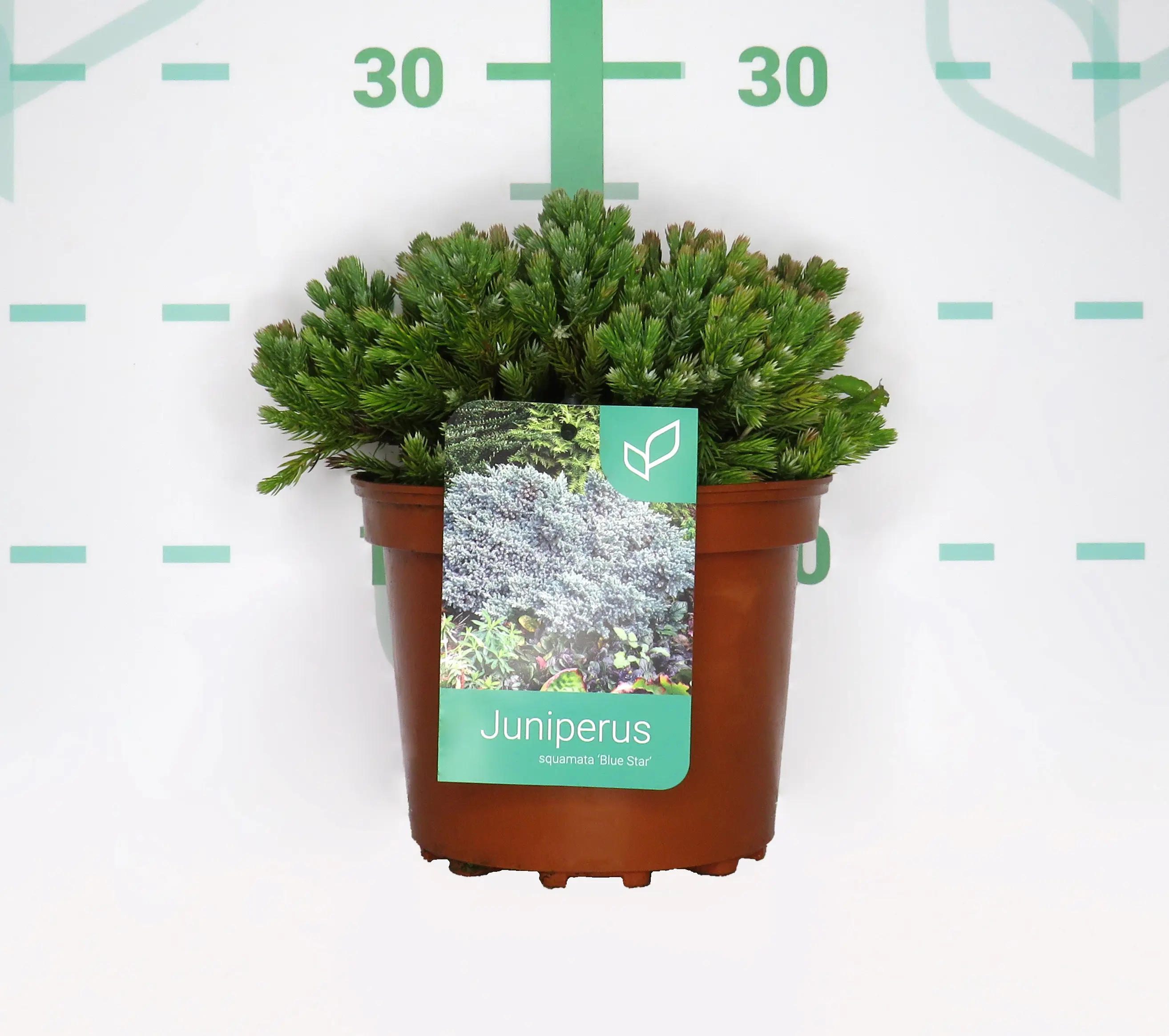 Enebro 'Blue Star' (Juniperus squamata)