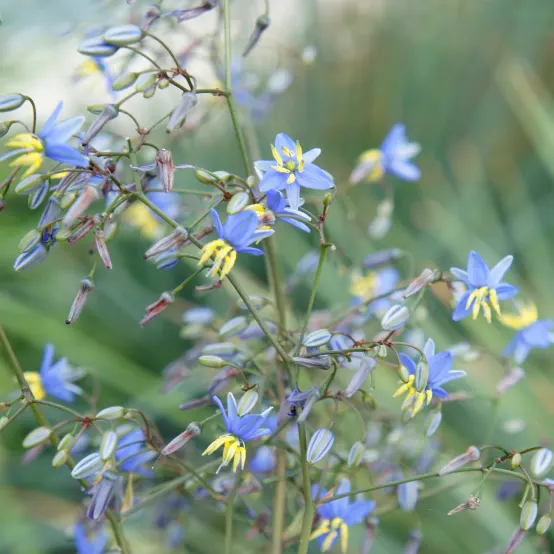 Dianella 'Coolvista' C-2 Lts.