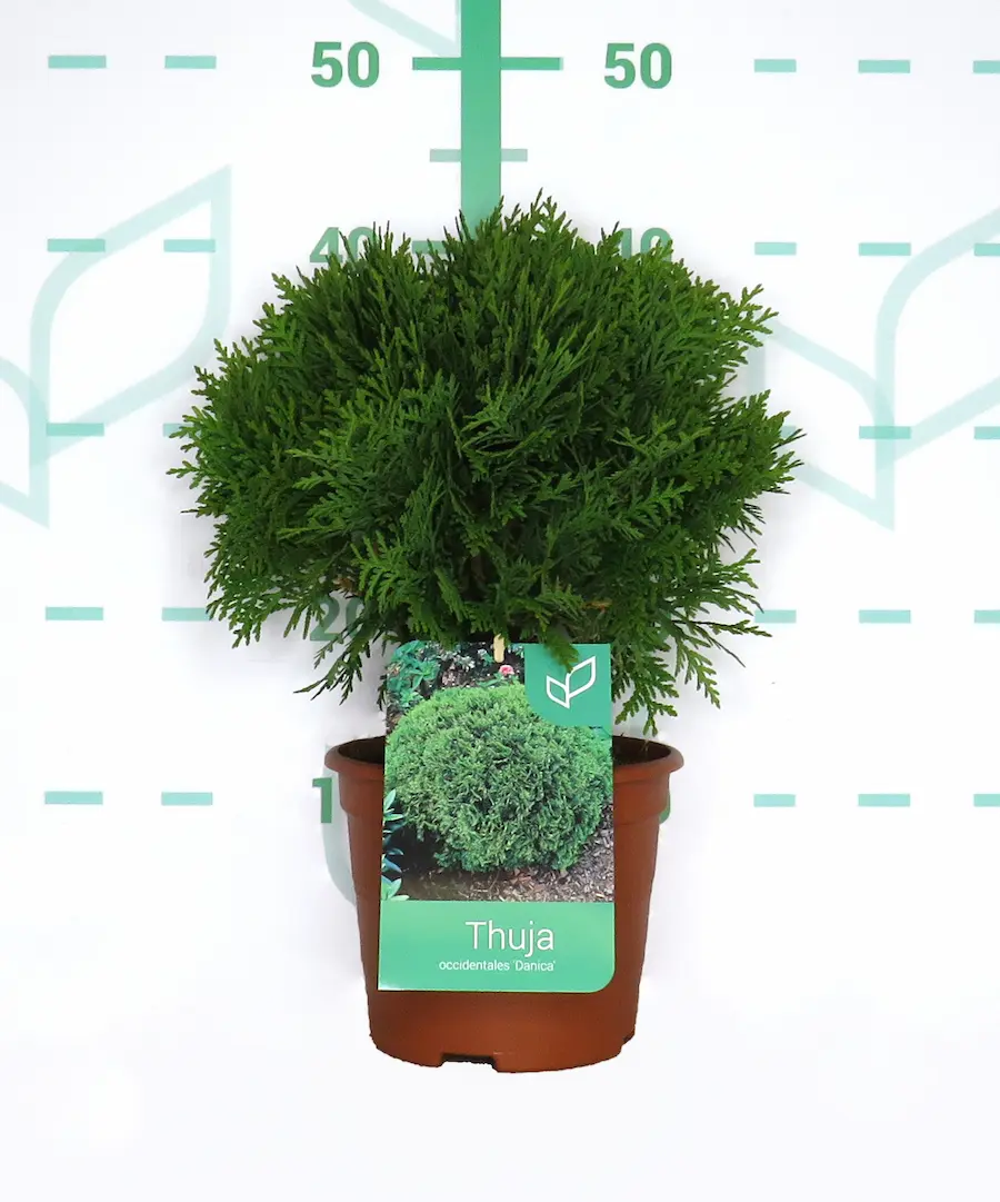 Tuya 'Danica' (Thuja occidentalis 'Danica')