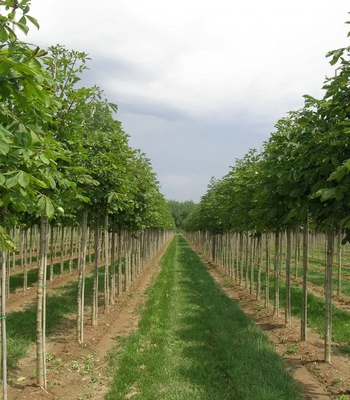 Castaño de Indias (Aesculus hippocastanum) - Gran Formato