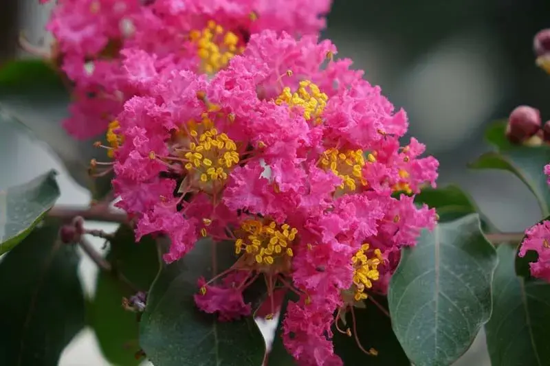 Árbol de Júpiter (Lagerstroemia indica) - Gran Formato
