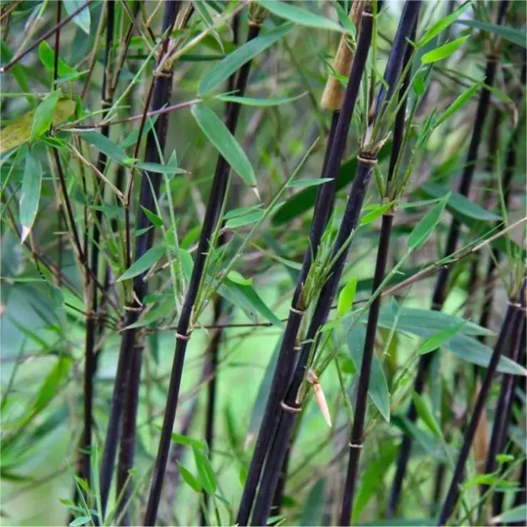 Bambú No Invasor Fargesia 'Black Pearl'