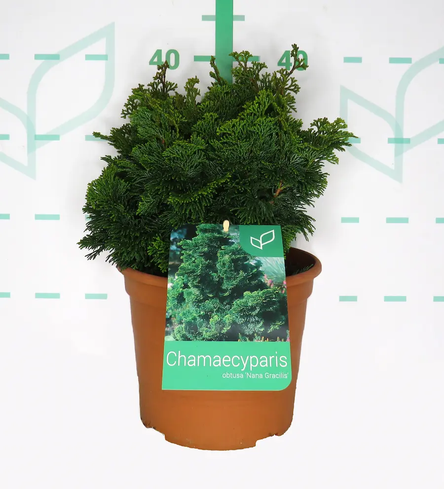 Falso Ciprés de Hinoki 'Nana Gracilis'