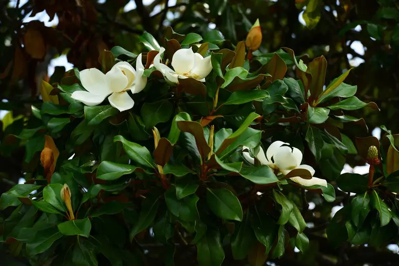 Magnolia Grandiflora (Piramidal) - Ejemplar de 400-450 cm (Contenedor 600L)