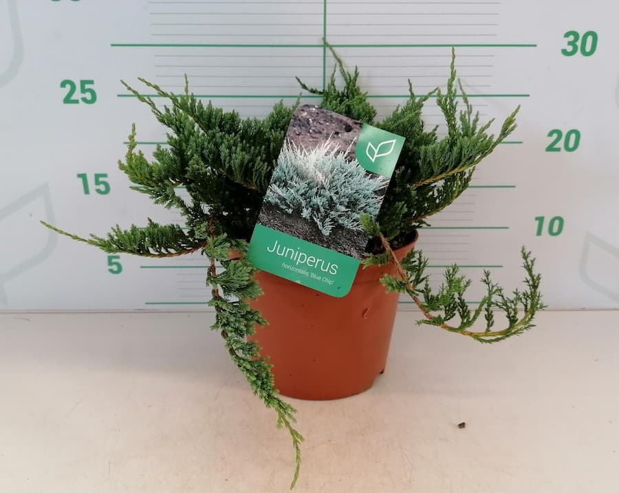 Enebro Rastrero 'Blue Chip' (Juniperus horizontalis)