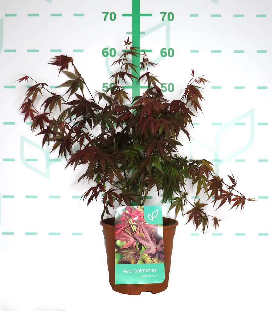Arce Japonés Púrpura (Acer palmatum 'Atropurpureum'): La Joya del Jardín Oriental