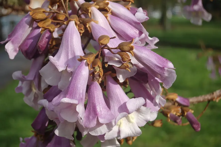 Paulownia fortunei 'Fast Blue': Sombra y Flores en Tiempo Récord