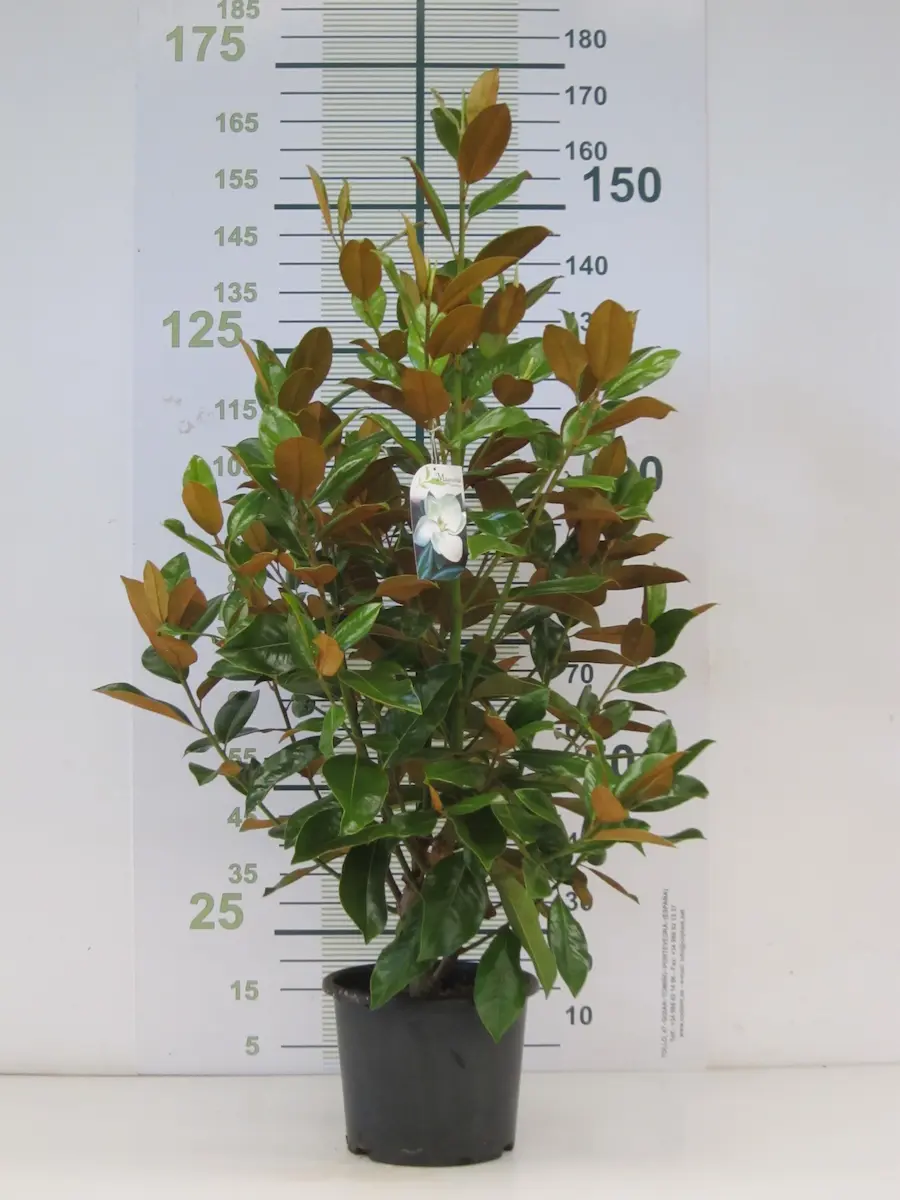 Magnolia Grandiflora: Perfume y Elegancia Monumental
