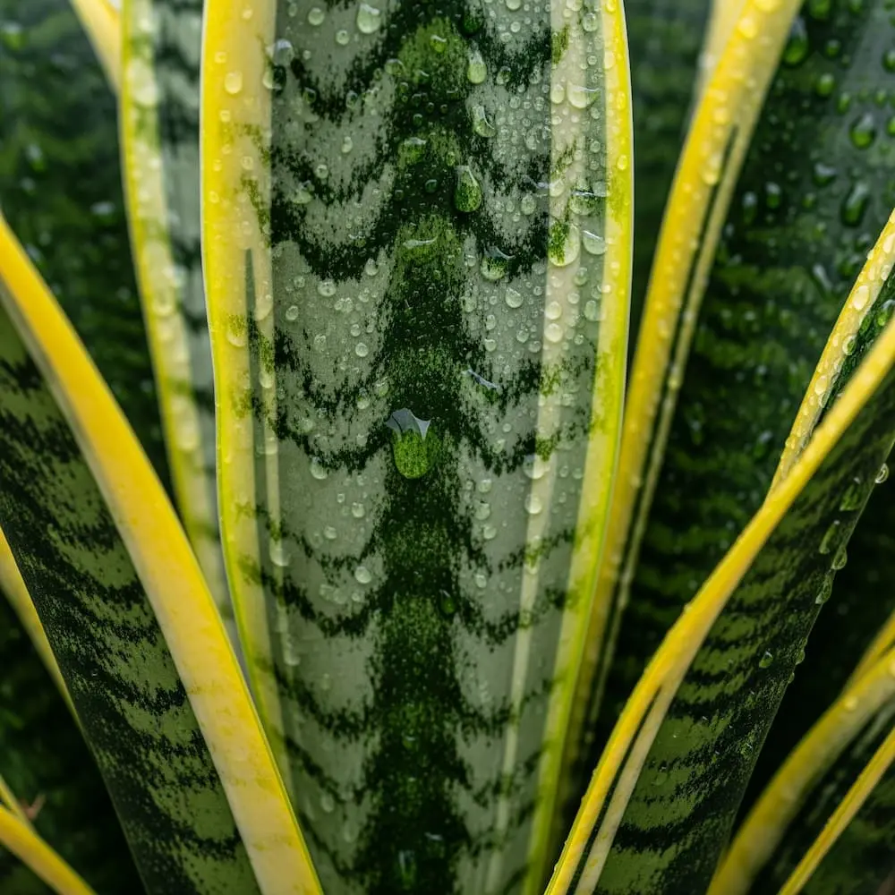Sansevieria Laurentii: La Escultura Viviente que Purifica tu Hogar