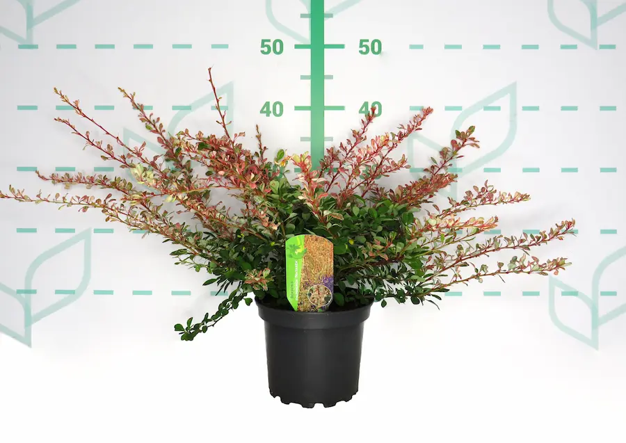 Berberis 'Natasza': Una Pincelada de Rosa y Blanco en tu Jardín