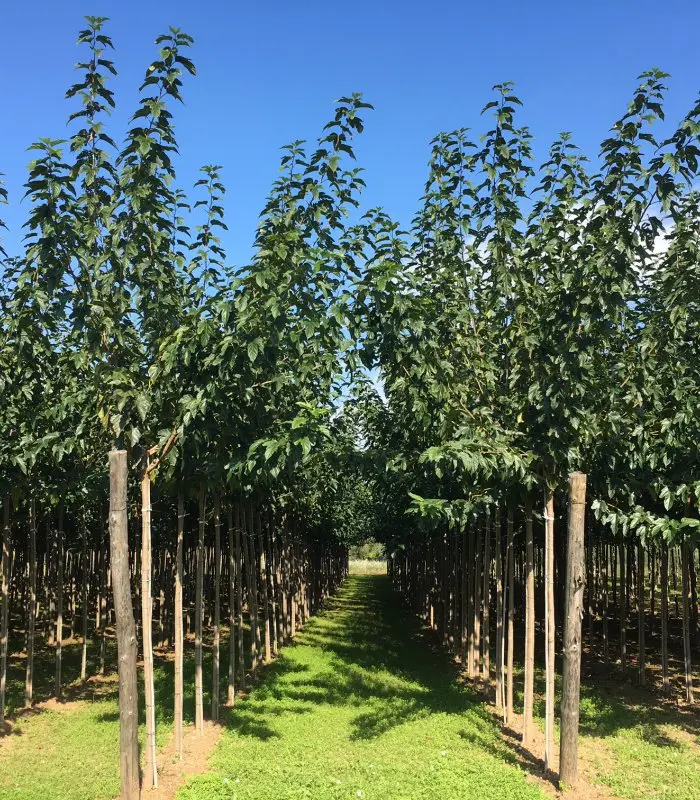 Morera sin Fruto (Morus alba 'Fruitless') - Gran Formato