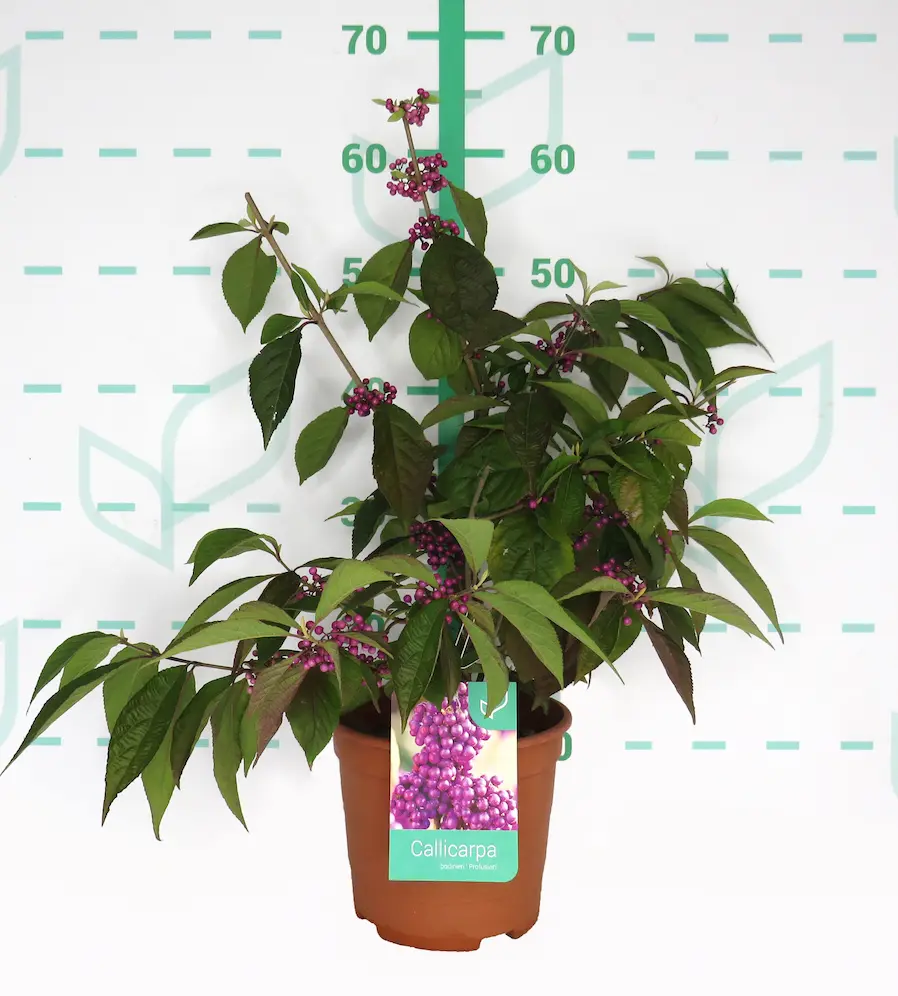 Callicarpa 'Profusion': Perlas Púrpura en tu Jardín de Otoño