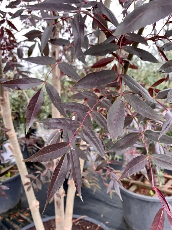 Fresno 'Raywood' (Fraxinus angustifolia 'Raywood') - Gran Formato