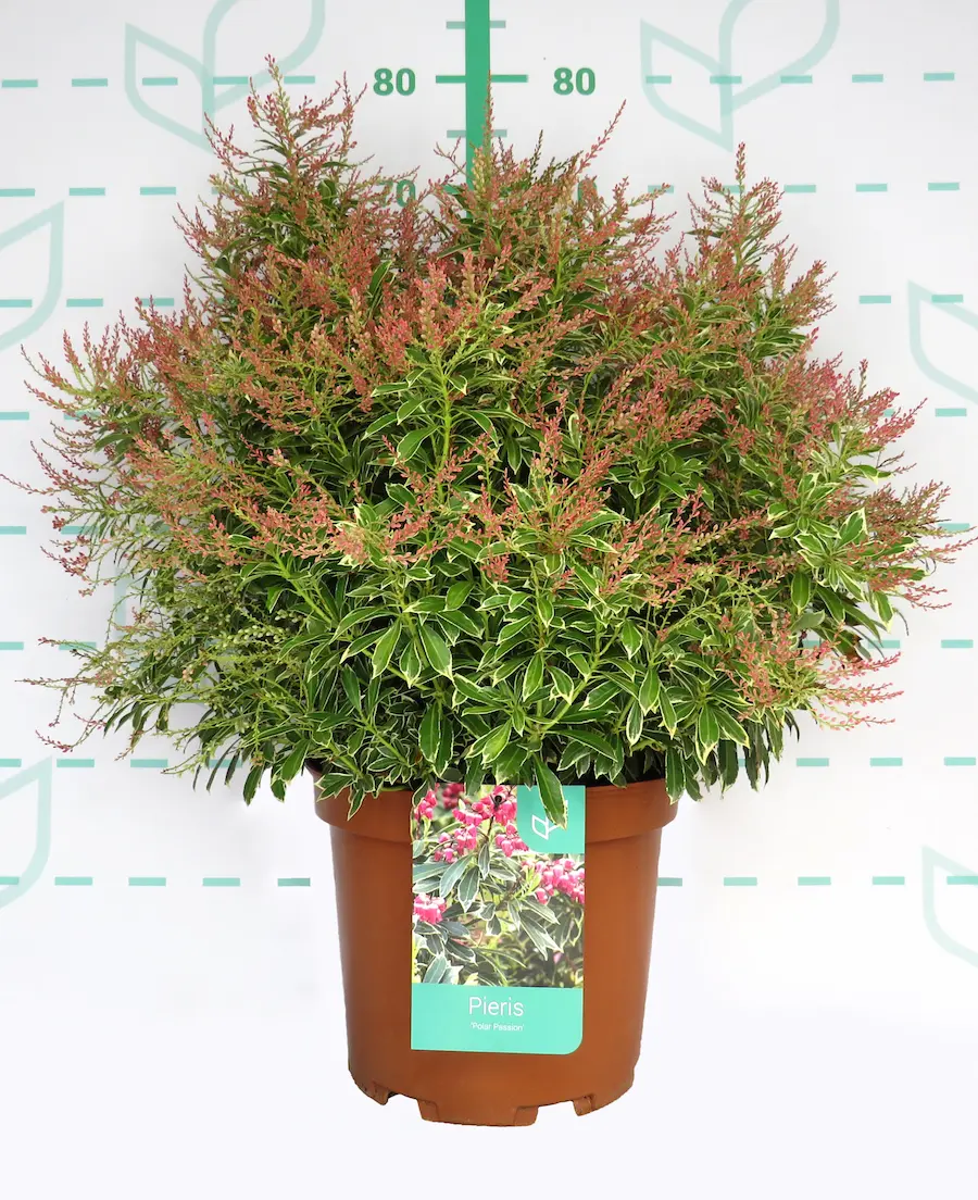 Pieris japonica 'Polar Passion': Fuego y Pasión en la Sombra