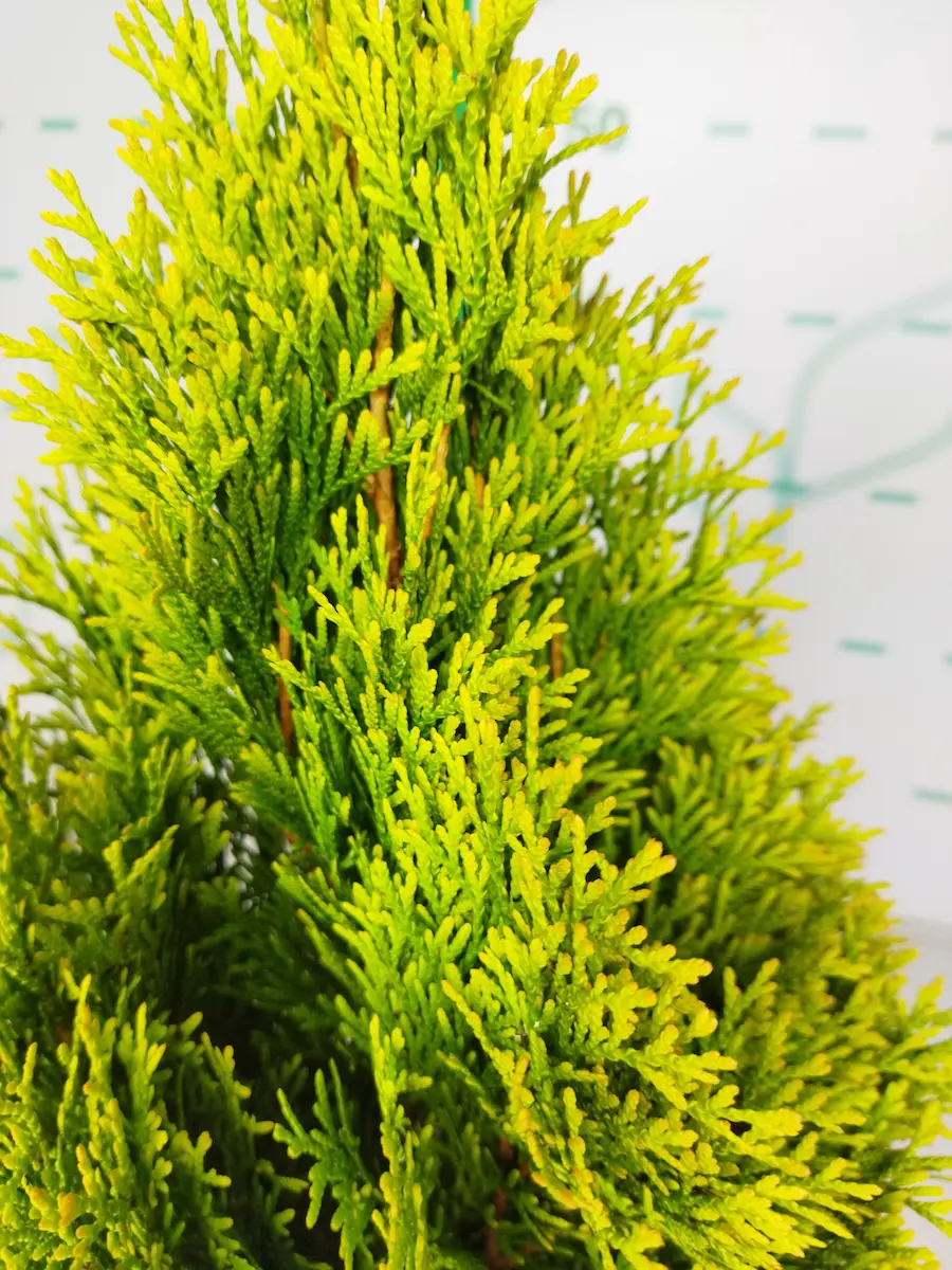 Tuya 'Golden Smaragd' (Thuja occidentalis 'Janed Gold')