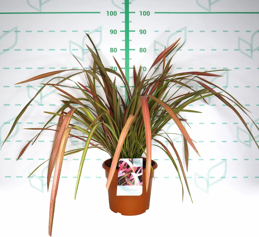 Phormium 'Jester': Un Arcoíris de Color en tu Jardín