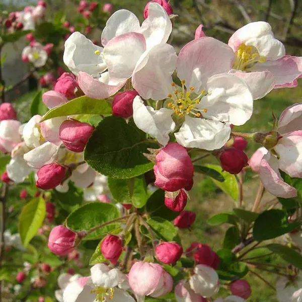 Manzano de Flor 'Evereste' (Malus 'Perpetu Evereste') - Gran Formato