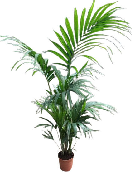 Palma Kentia (Howea forsteriana)