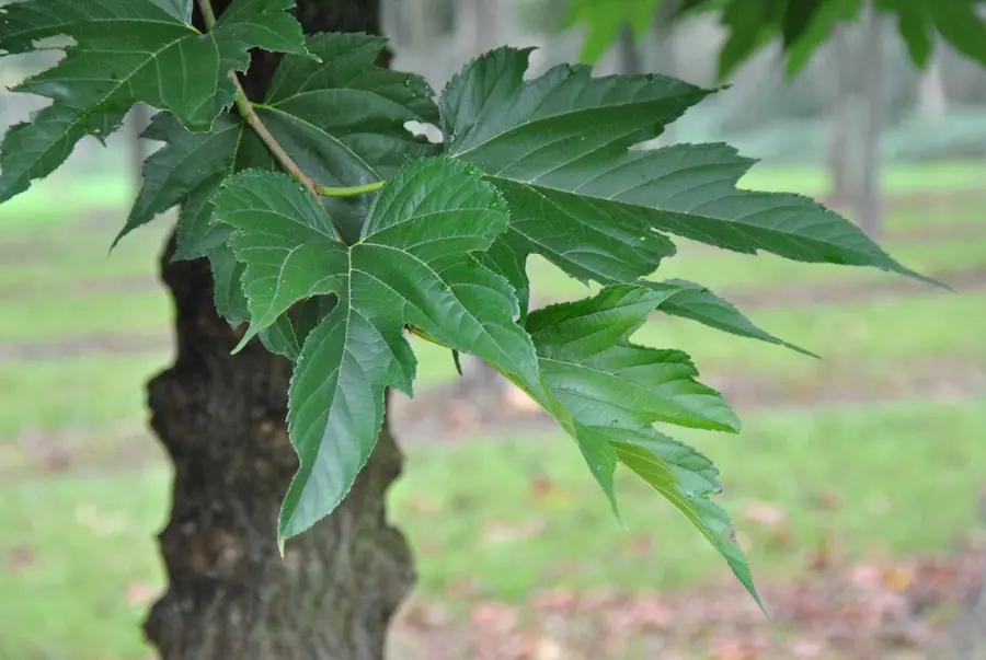 Morera sin Fruto (Morus alba 'Fruitless') - Gran Formato