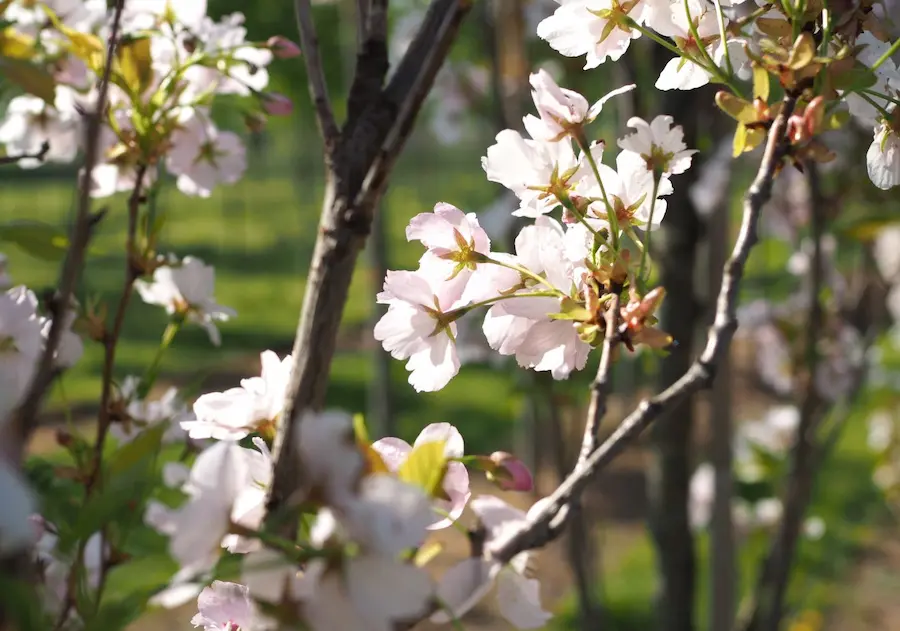 Cerezo Japonés Columnar 'Amanogawa' (Prunus serrulata)