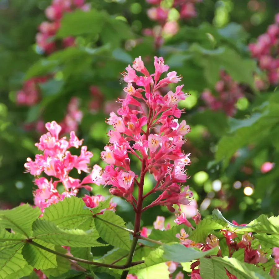 Castaño de Indias Rojo 'Briotii' (Aesculus x carnea) - Gran Formato