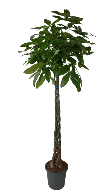 Pachira Aquatica: El Árbol del Dinero para tu Hogar u Oficina