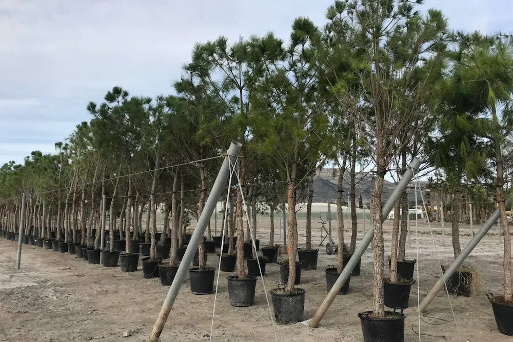 Pino Piñonero (Pinus pinea) - Gran Formato
