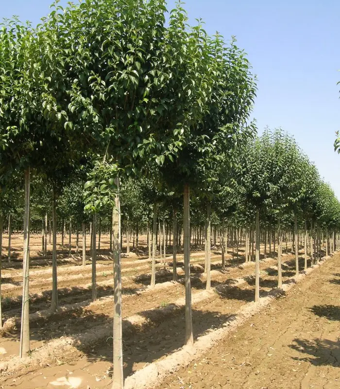 Aligustre del Japón (Ligustrum japonicum) - Gran Formato